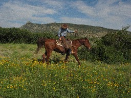 A Horseman on the Range